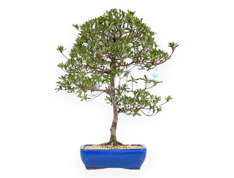 Rhododendron Indicum Shironanbanishiki - Azalée - 62 cm