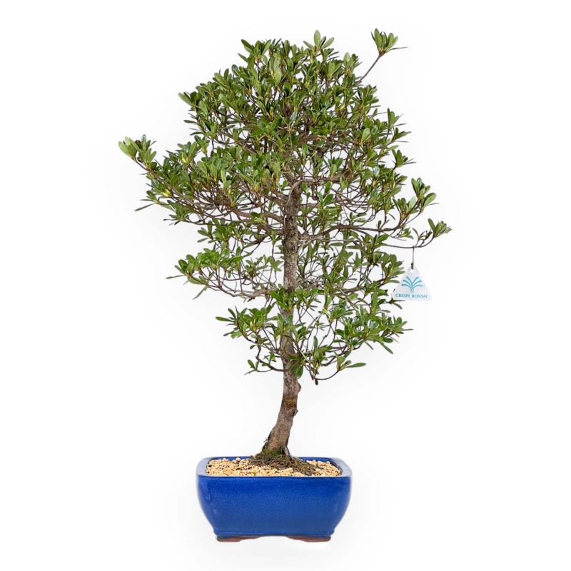 Rhododendron Indicum Shironanbanishiki - Azalea - 62 cm