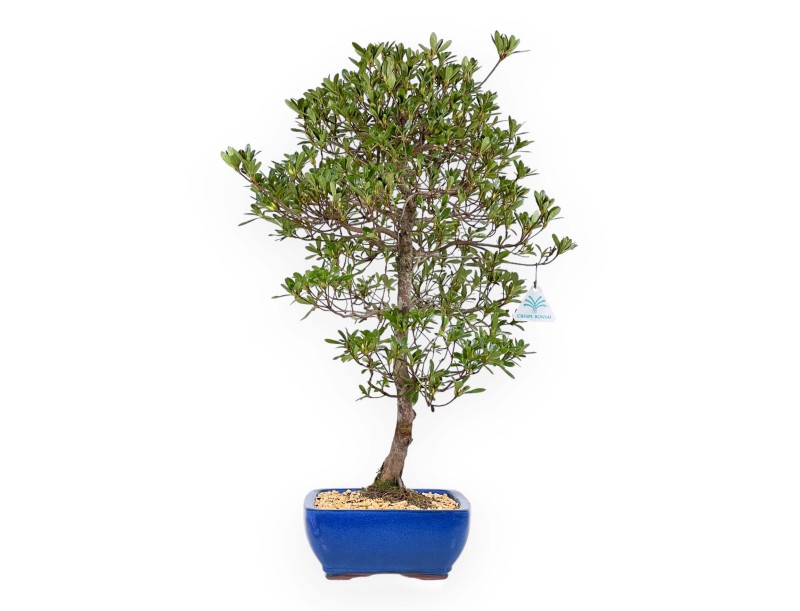 Rhododendron Indicum Shironanbanishiki - Azalée - 62 cm