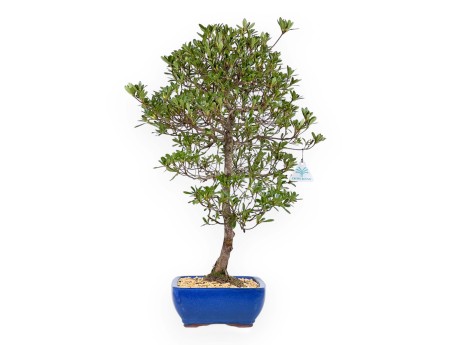 Rhododendron Indicum Shironanbanishiki - Azalée - 62 cm