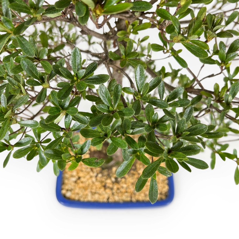 Rhododendron Indicum Shironanbanishiki - Azalea - 62 cm