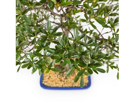 Rhododendron Indicum Shironanbanishiki - Azalea - 62 cm