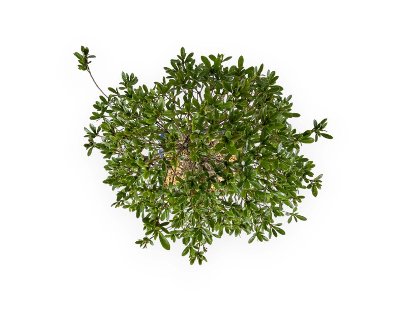 Rhododendron Indicum Shironanbanishiki - Azalée - 62 cm