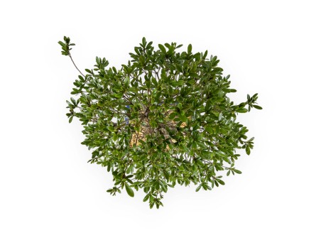 Rhododendron Indicum Shironanbanishiki - Azalea - 62 cm