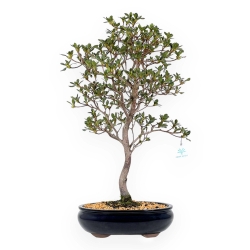 Rhododendron Indicum Suwa no Kagami - Azalea - 62 cm
