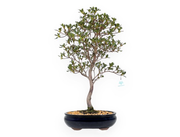 Rhododendron Indicum Suwa no Kagami - Azalée - 62 cm