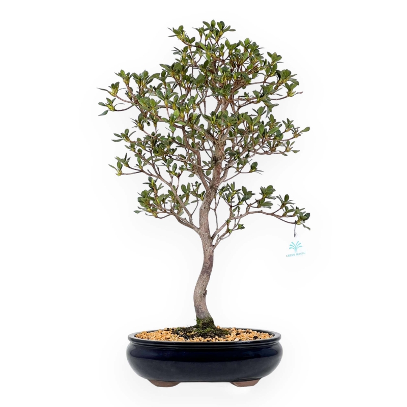 Rhododendron Indicum Suwa no Kagami - Azalea - 62 cm
