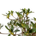 Rhododendron Indicum Suwa no Kagami - Azalea - 62 cm