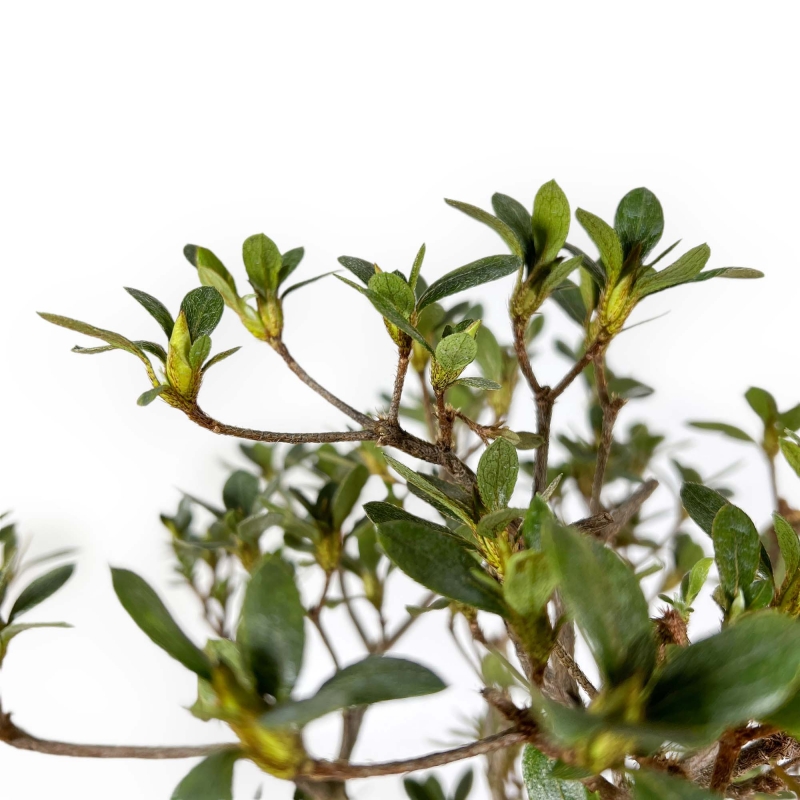 Rhododendron Indicum Suwa no Kagami - Azalea - 62 cm