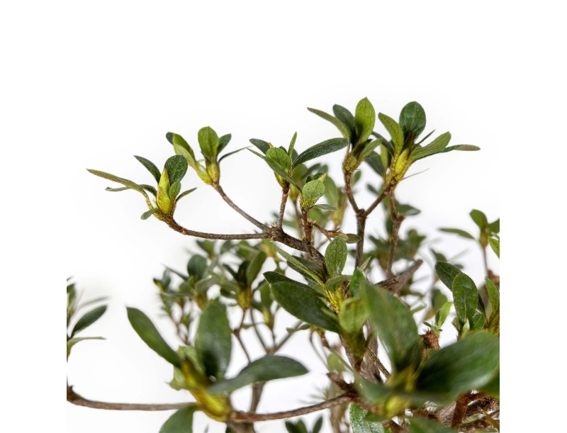 Rhododendron Indicum Suwa no Kagami - Azalée - 62 cm