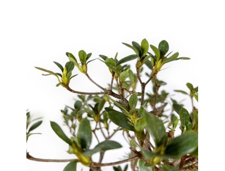 Rhododendron Indicum Suwa no Kagami - Azalée - 62 cm