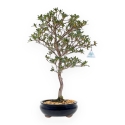 Rhododendron Indicum Suwa no Kagami - Azalea - 62 cm