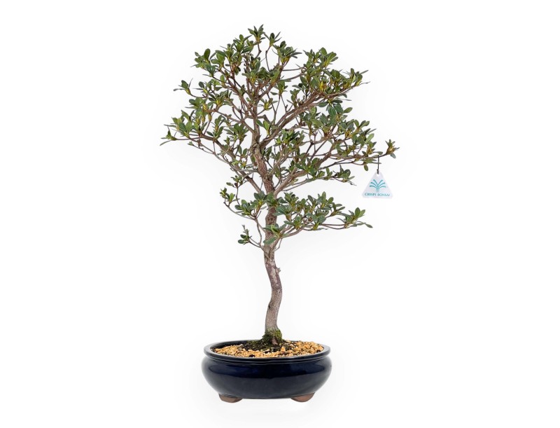 Rhododendron Indicum Suwa no Kagami - Azalée - 62 cm