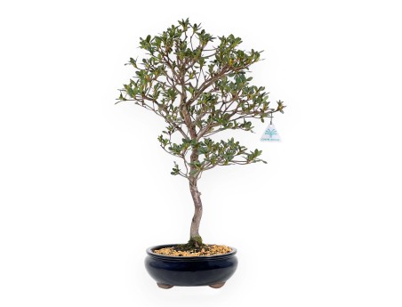 Rhododendron Indicum Suwa no Kagami - Azalée - 62 cm