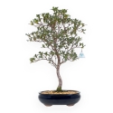 Rhododendron Indicum Suwa no Kagami - Azalea - 62 cm