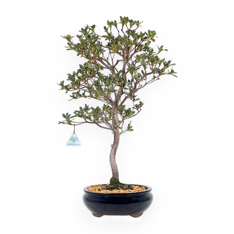 Rhododendron Indicum Suwa no Kagami - Azalée - 62 cm