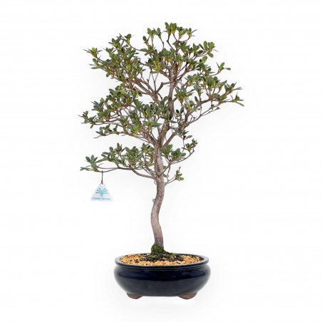 Rhododendron Indicum Suwa no Kagami - Azalea - 62 cm