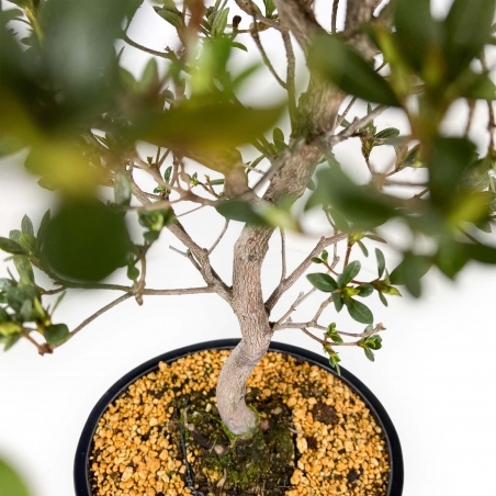 Rhododendron Indicum Suwa no Kagami - Azalée - 62 cm