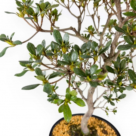 Rhododendron Indicum Suwa no Kagami - Azalea - 62 cm