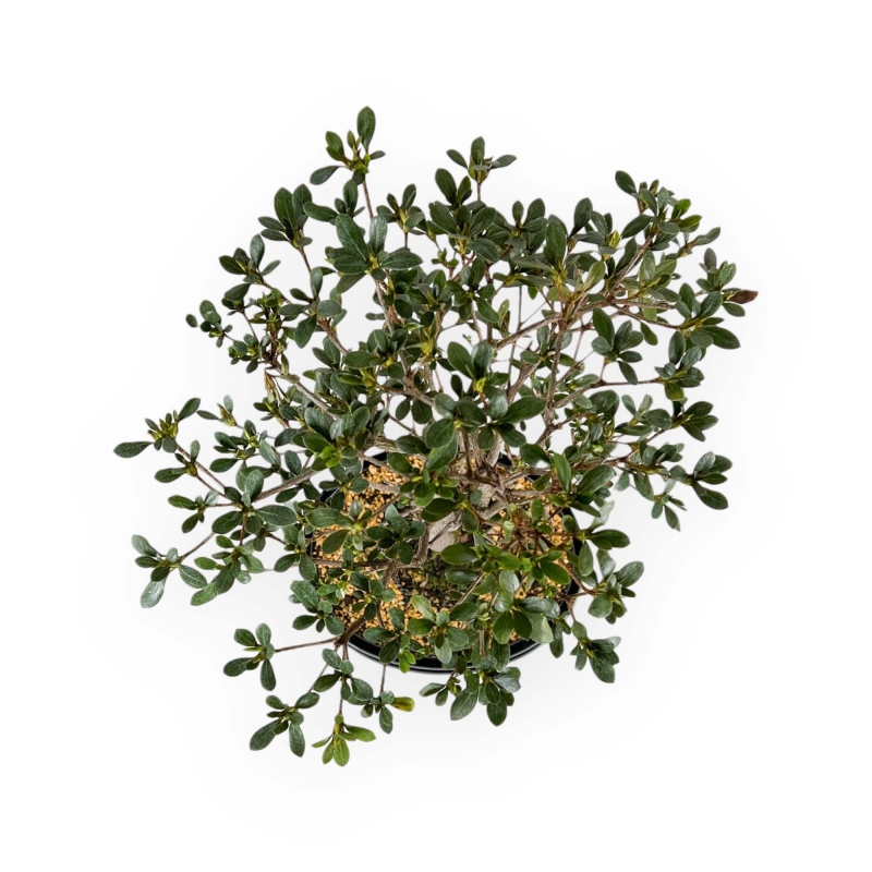 Rhododendron Indicum Suwa no Kagami - Azalée - 62 cm