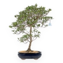 Rhododendron Indicum Hakatajiro - Azalée - 63 cm