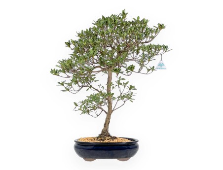 Rhododendron Indicum Hakatajiro - Azalée - 63 cm