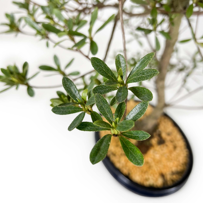 Rhododendron Indicum Hakatajiro - Azalea - 63 cm