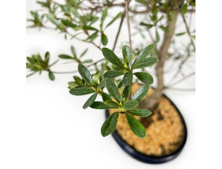 Rhododendron Indicum Hakatajiro - Azalée - 63 cm
