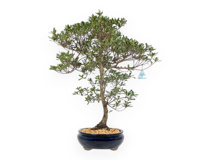 Rhododendron Indicum Hakatajiro - Azalée - 63 cm