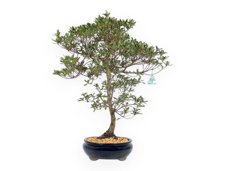 Rhododendron Indicum Hakatajiro - Azalée - 63 cm