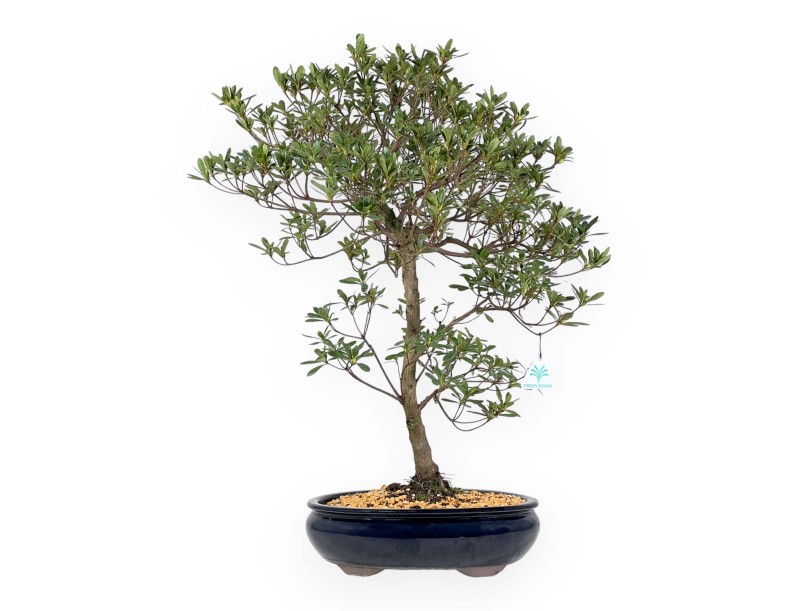 Rhododendron Indicum Hakatajiro - Azalée - 63 cm