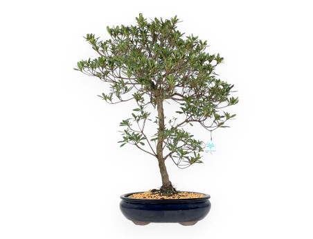 Rhododendron Indicum Hakatajiro - Azalée - 63 cm