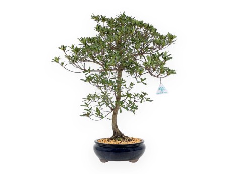 Rhododendron Indicum Hakatajiro - Azalée - 63 cm