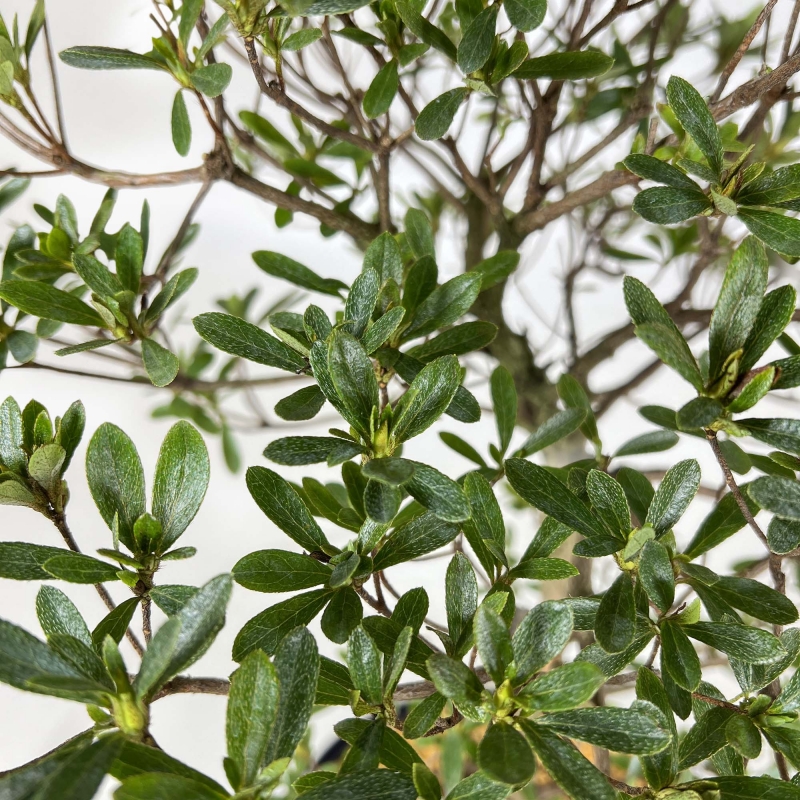 Rhododendron Indicum Hakatajiro - Azalea - 63 cm