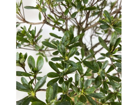 Rhododendron Indicum Hakatajiro - Azalea - 63 cm