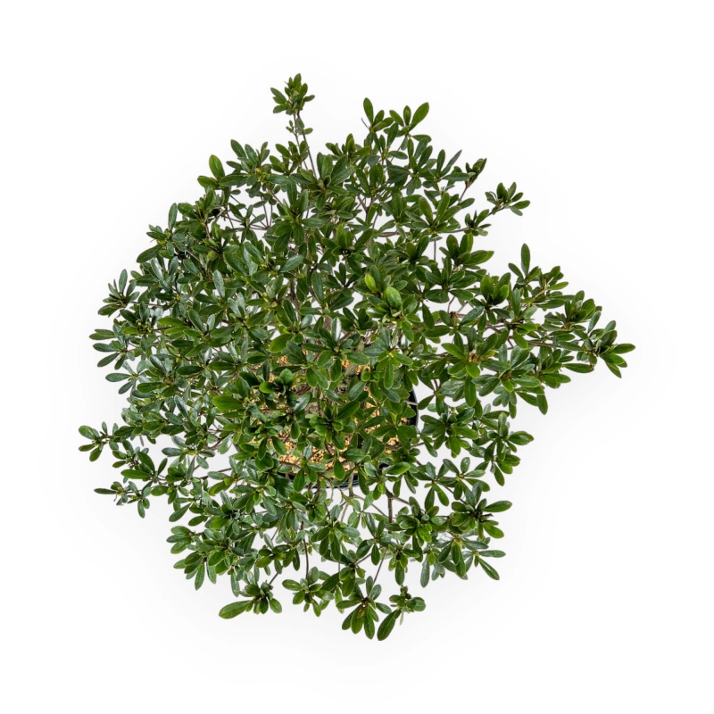 Rhododendron Indicum Hakatajiro - Azalea - 63 cm