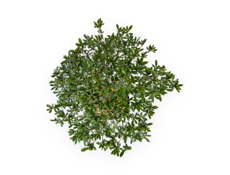 Rhododendron Indicum Hakatajiro - Azalée - 63 cm