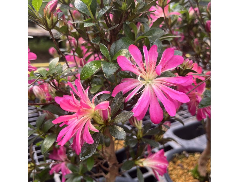 Rhododendron Indicum Hanabin - Azalée - 60 cm