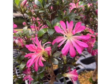 Rhododendron Indicum Hanabin - Azalée - 60 cm