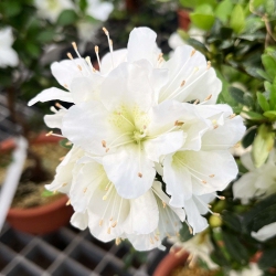 Rhododendron Indicum Shironanbanishiki - Azalea - 62 cm
