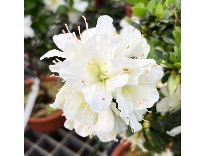 Rhododendron Indicum Shironanbanishiki - Azalée - 62 cm