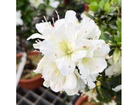 Rhododendron Indicum Shironanbanishiki - Azalée - 62 cm