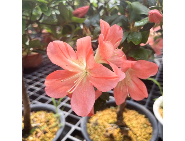 Rhododendron Indicum Suwa no Kagami - Azalée - 62 cm 2