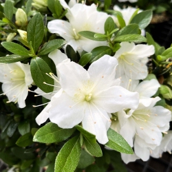 Rhododendron Indicum Hakatajiro - Azalea - 63 cm