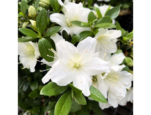 Rhododendron Indicum Hakatajiro - Azalée - 58 cm 2