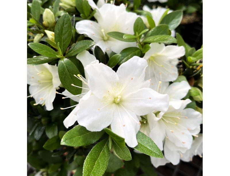 Rhododendron Indicum Hakatajiro - Azalée - 58 cm