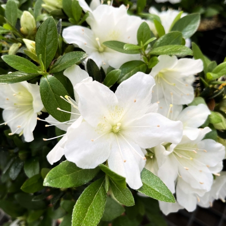 Rhododendron Indicum Hakatajiro - Azalea - 58 cm