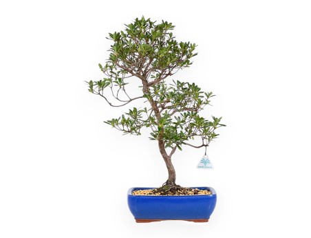 Rhododendron Indicum Hakatajiro - Azalée - 58 cm