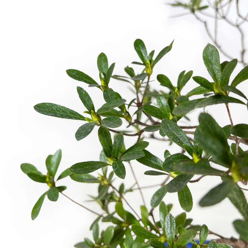 Rhododendron Indicum Hakatajiro - Azalée - 58 cm