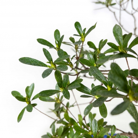 Rhododendron Indicum Hakatajiro - Azalée - 58 cm